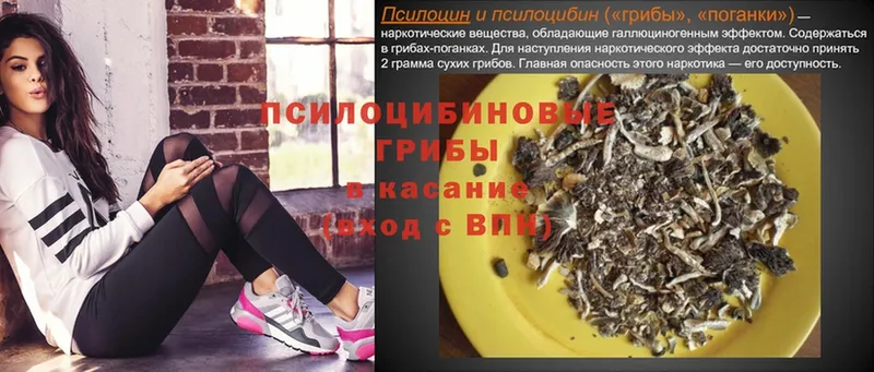 где найти   Лыткарино  Псилоцибиновые грибы Psilocybe 